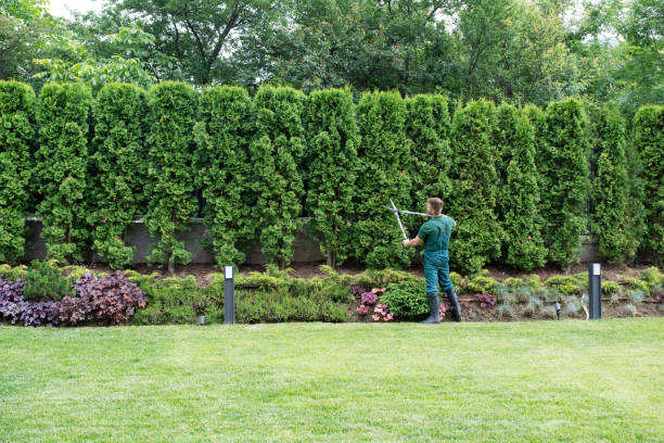 Best Tree Disease Treatment  in Royalton, IL